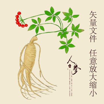 人参包装设计 传统与现代的完美融合